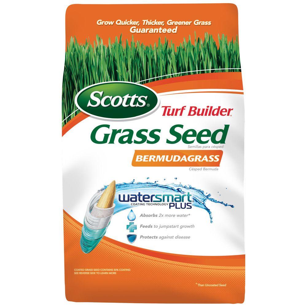 bermuda grass seed bermuda grass seed