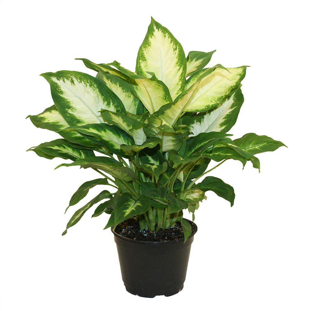 Costa Farms Dieffenbachia Camille In 6 In Grower Pot 6camille The Home Depot