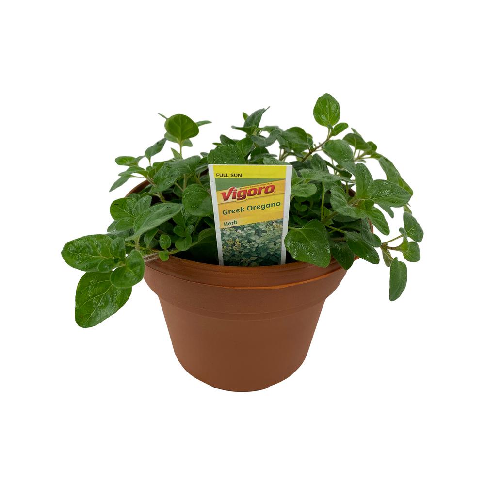 Pure Beauty Farms 6 in. Herb Greek Oregano Plant (1Plant)DC6HERBOREG