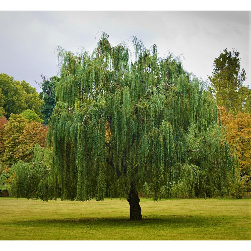 Online Orchards Bare Root, 3 ft. to 4 ft. T Green Weeping Willow Tree