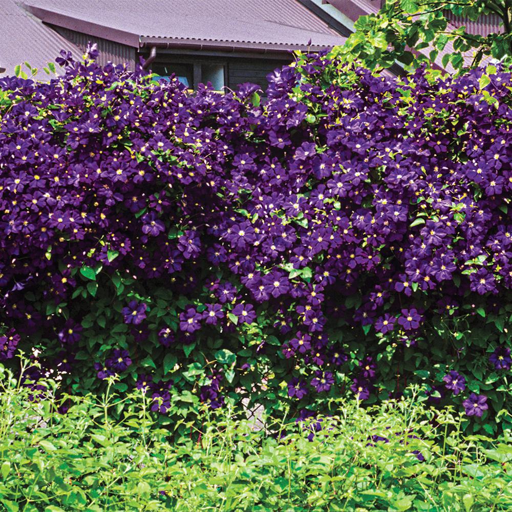 Spring Hill Nurseries 2 In Pot Estelle Violette Clematis Vine Live Perennial Plant Vine With Purple Flowers 1 Pack The Home Depot