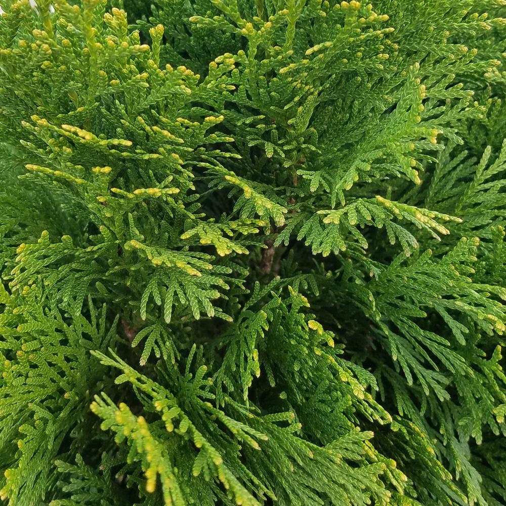 9 25 In Pot Emerald Green Arborvitae Thuja Live Evergreen Shrub 2 5 Qt Emerald Green Arborvitae Thuja Live Evergreen Shrub Foliage