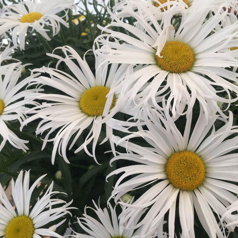 Spring Hill Nurseries 2 in. Pot Cher Shasta Daisy (Leucanthemum), Live