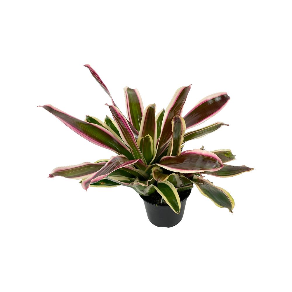 Pure Beauty Farms Bromeliad in 6 in. Grower PotDC6BROM The Home Depot