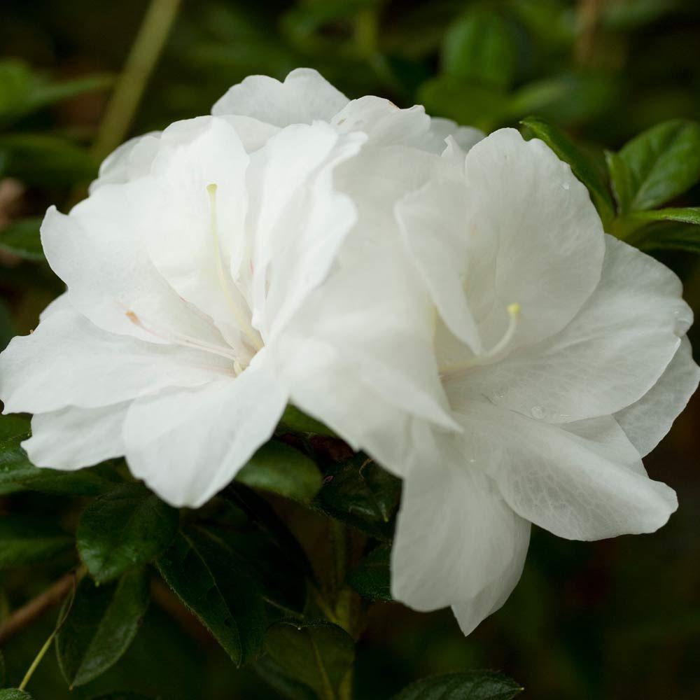 Encore Azalea 3 Gal Autumn Moonlight Shrub With Crisp White Semi Double Reblooming Flowers