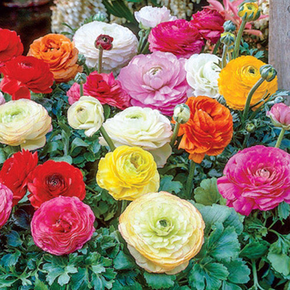 Van Bourgondien Ranunculus Mix Persian Buttercup Bulbs (100-Pack)-01626 ...