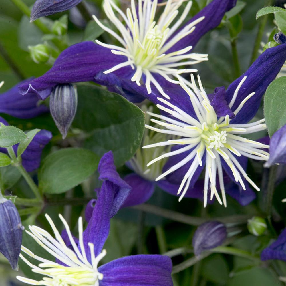 Clematis Garden Plants Flowers Center The Home Depot Clematis