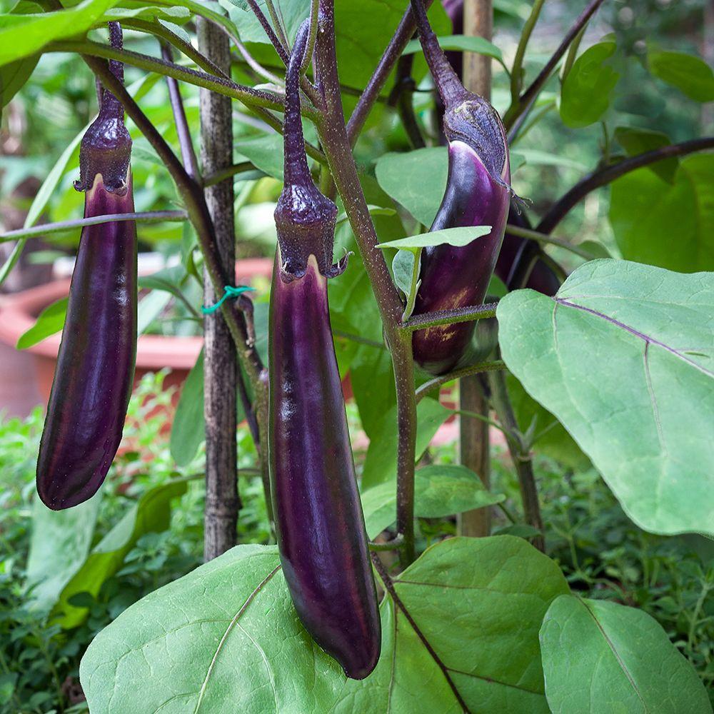 Bonnie Plants 4 5 in Ichiban Eggplant 2601 The Home Depot