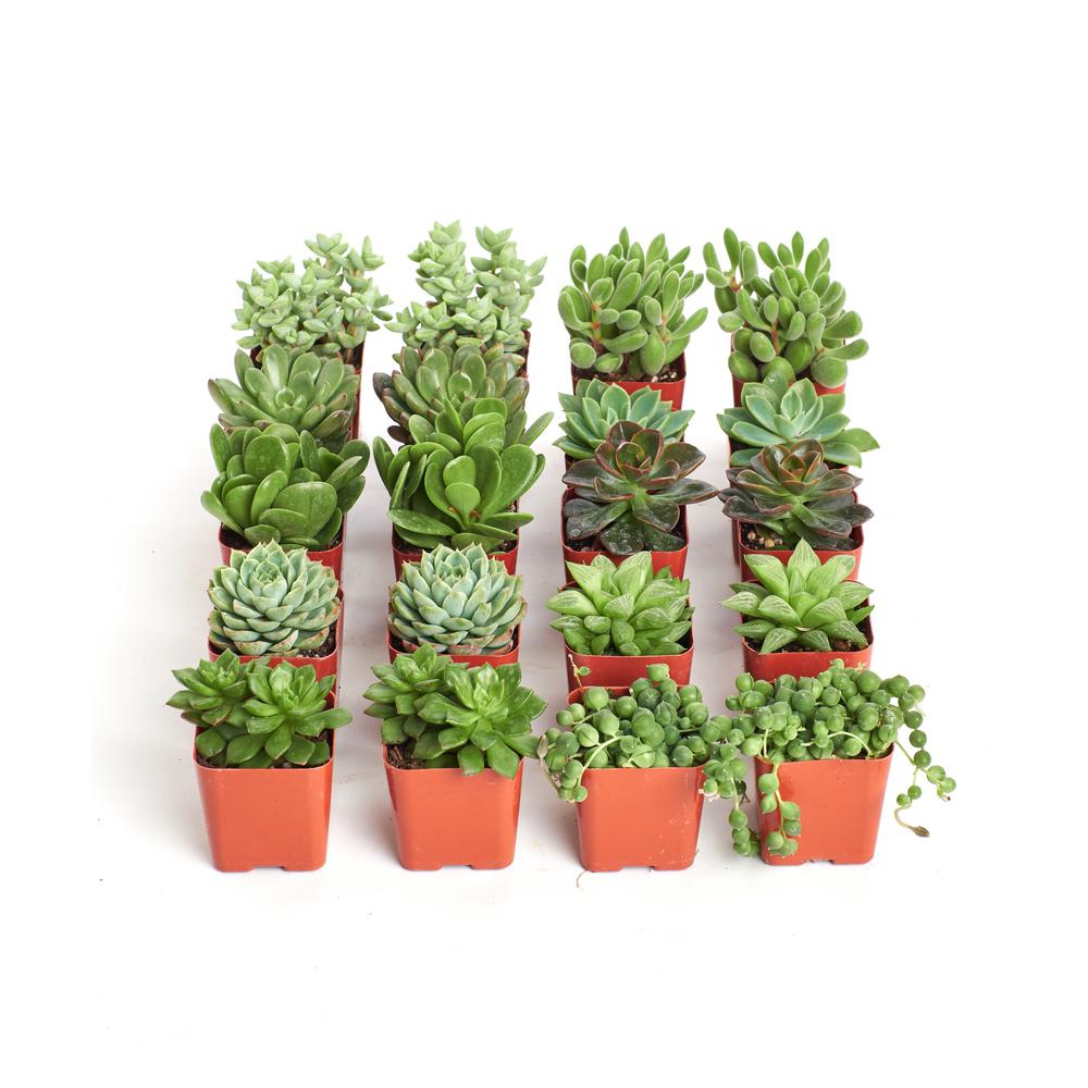 Home Botanicals 2 in. Green Succulent (Collection of 20)G20 The Home Depot