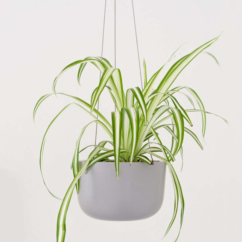 Peach & Pebble 6 in. Plus 8 in. Grey Ceramic Hanging