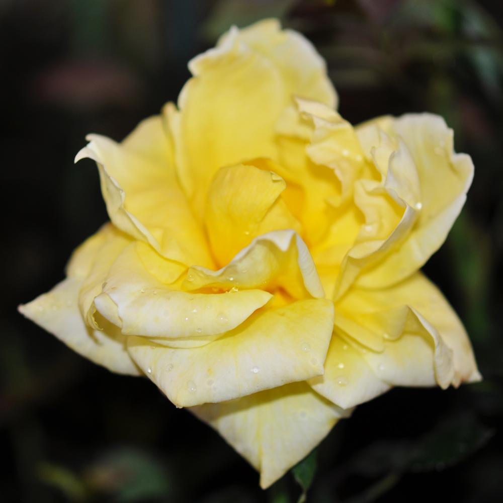 Hybrid tea Rose Bushes Trees & Bushes The Home Depot