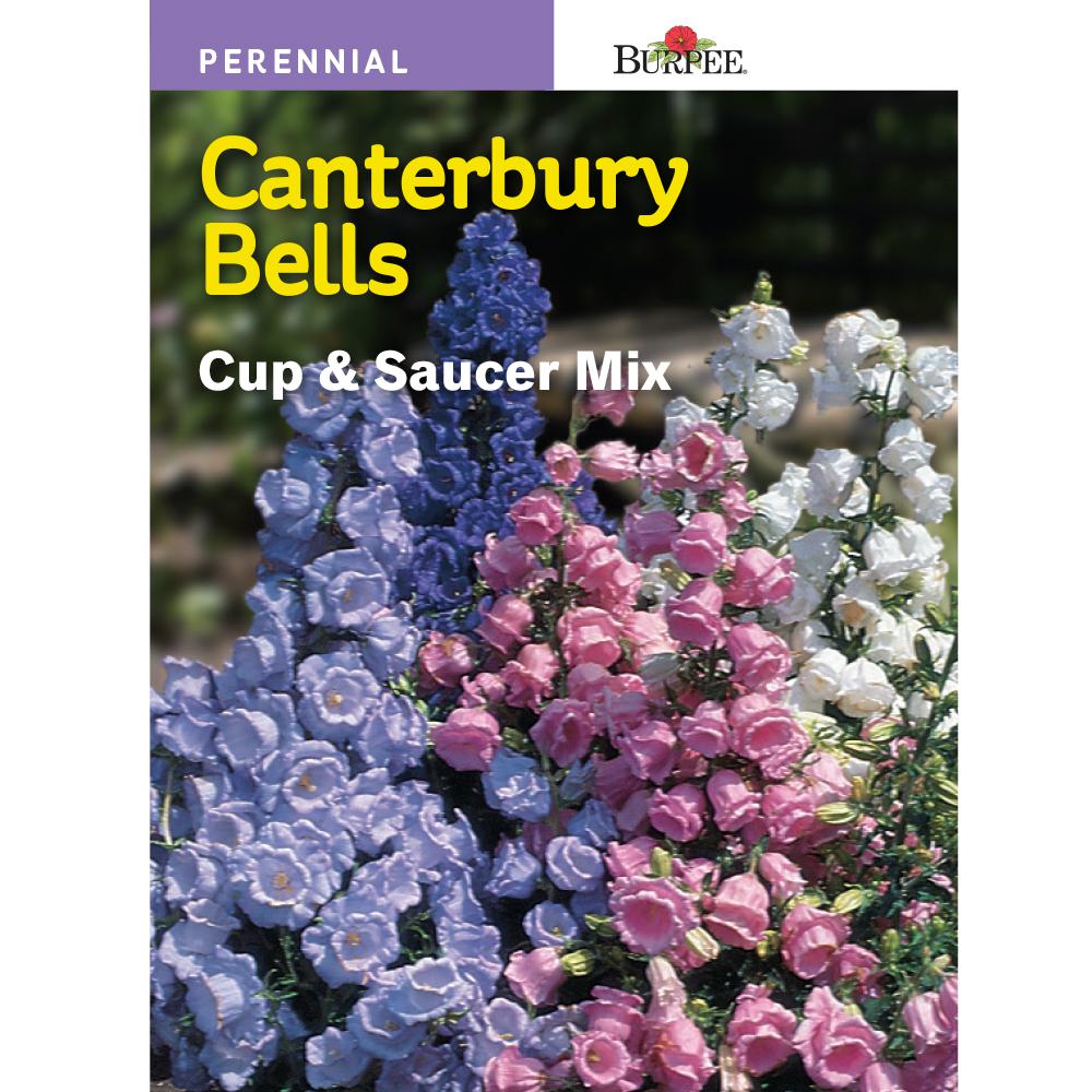 Burpee Canterbury Bells Cup And Saucer Mix Seed 43604 The Home Depot