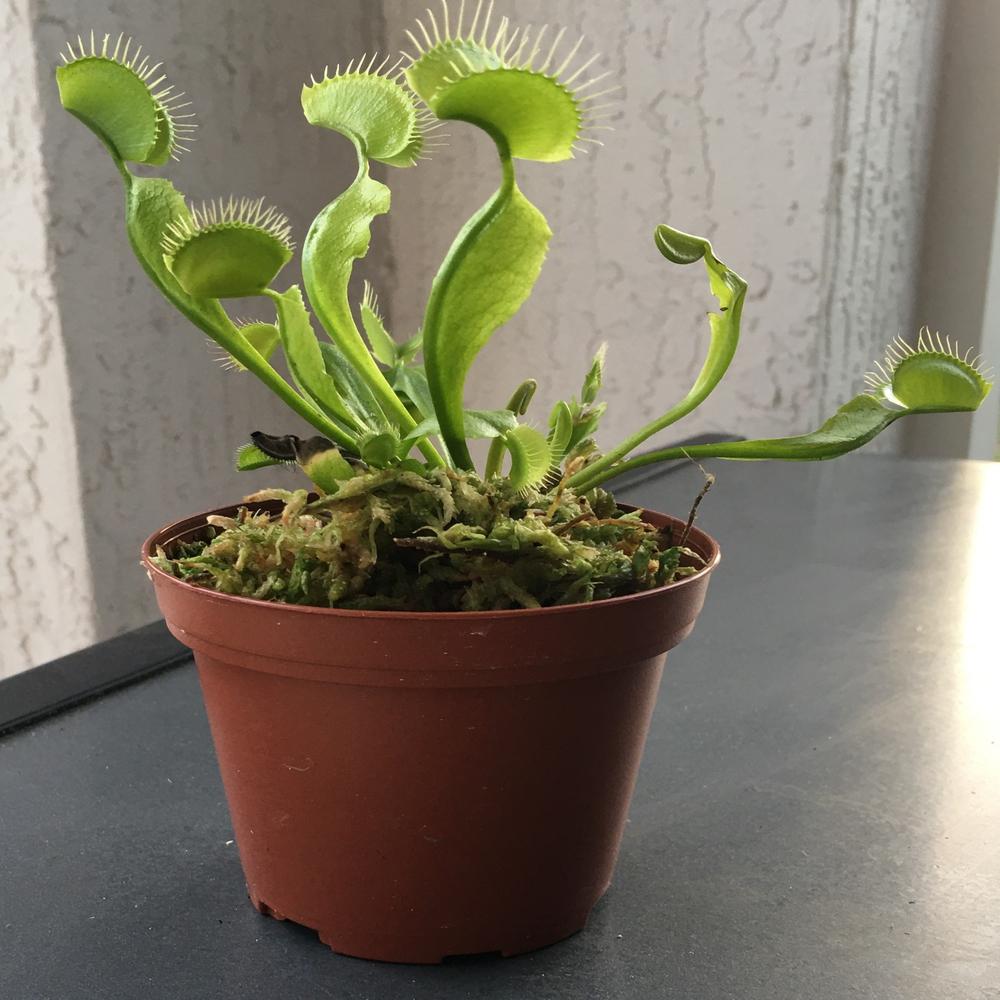 Unbranded Venus Fly Trap Dionaea In 3 In Brown Pot Lphvft3in The Home Depot