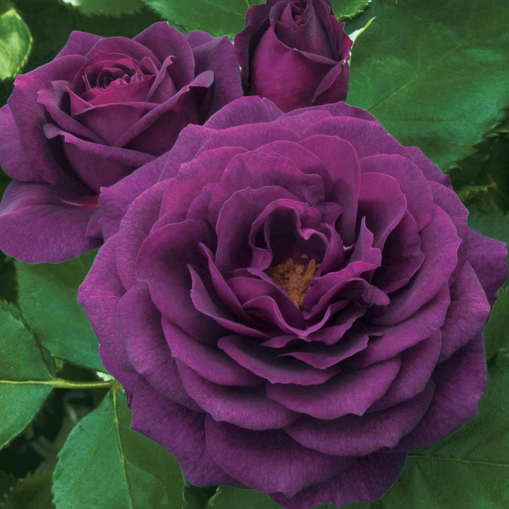 Spring Hill Nurseries 2 in. Pot Ebb Tide Floribunda Rose, Live Potted Plant with Purple Flowers
