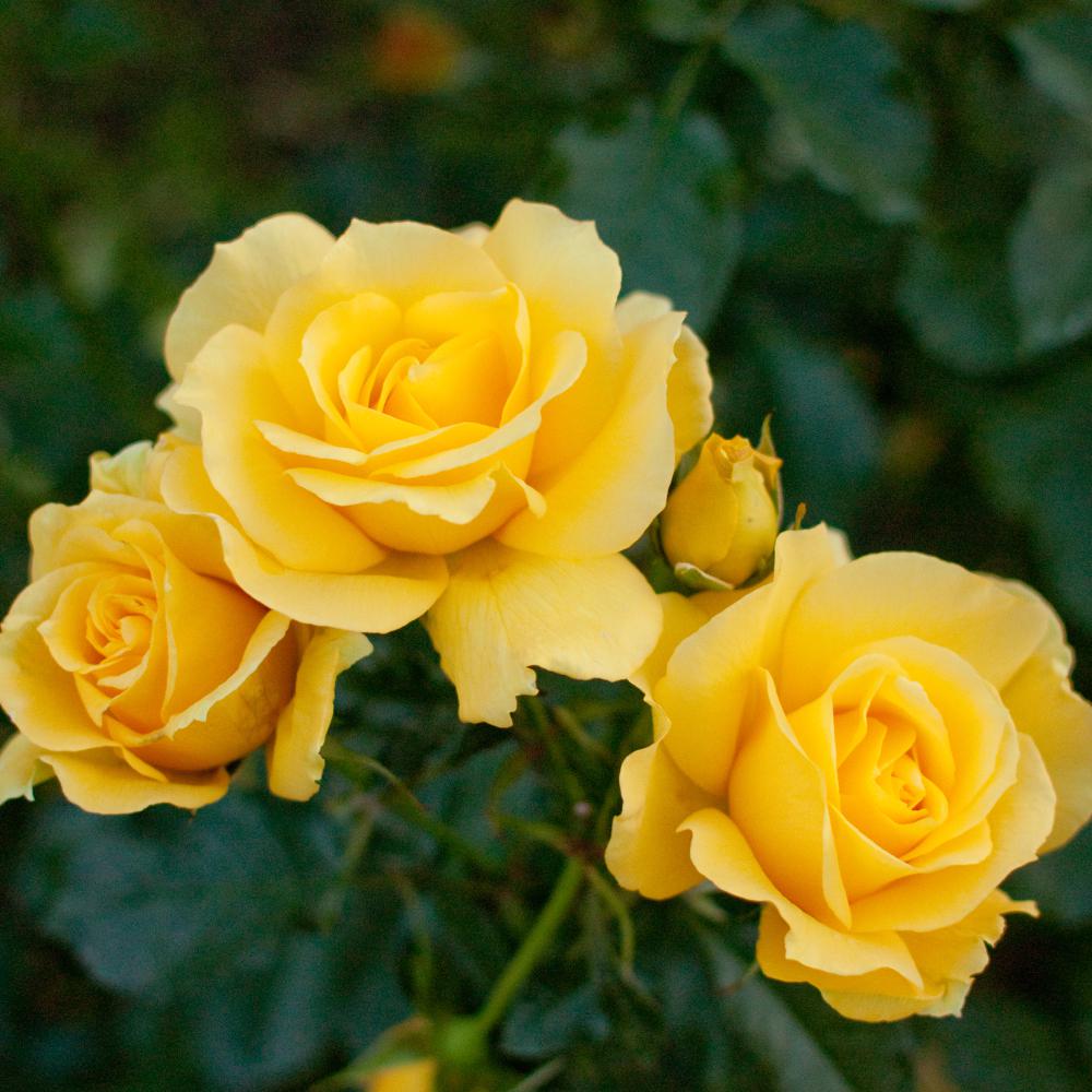 Mea Nursery Fragrant Sun Flare Floribunda Rose with Yellow Flowers was $27.98 now $11.49 (59.0% off)