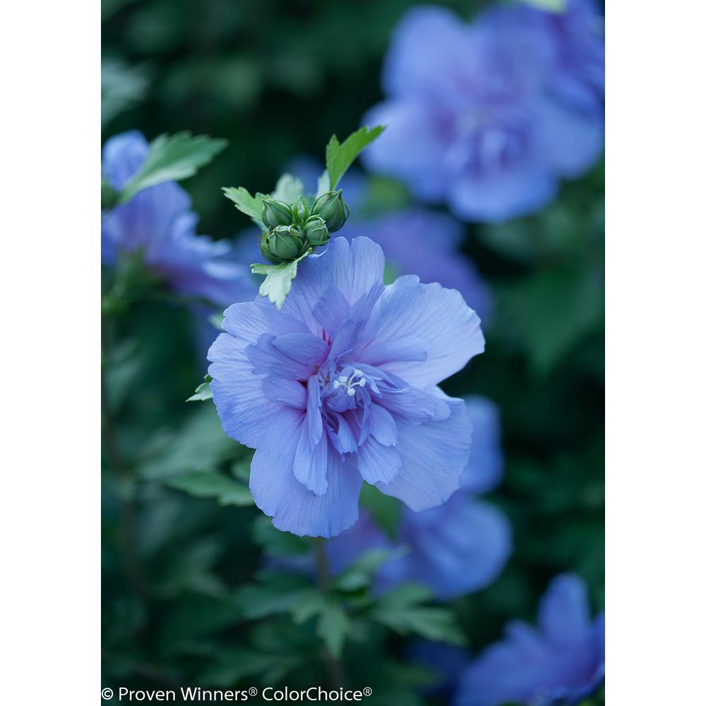Proven Winners 1 Gal Blue Chiffon Rose Of Sharon Hibiscus Live Blue Chiffon Rose Of Sharon Hibiscus Live Shrub