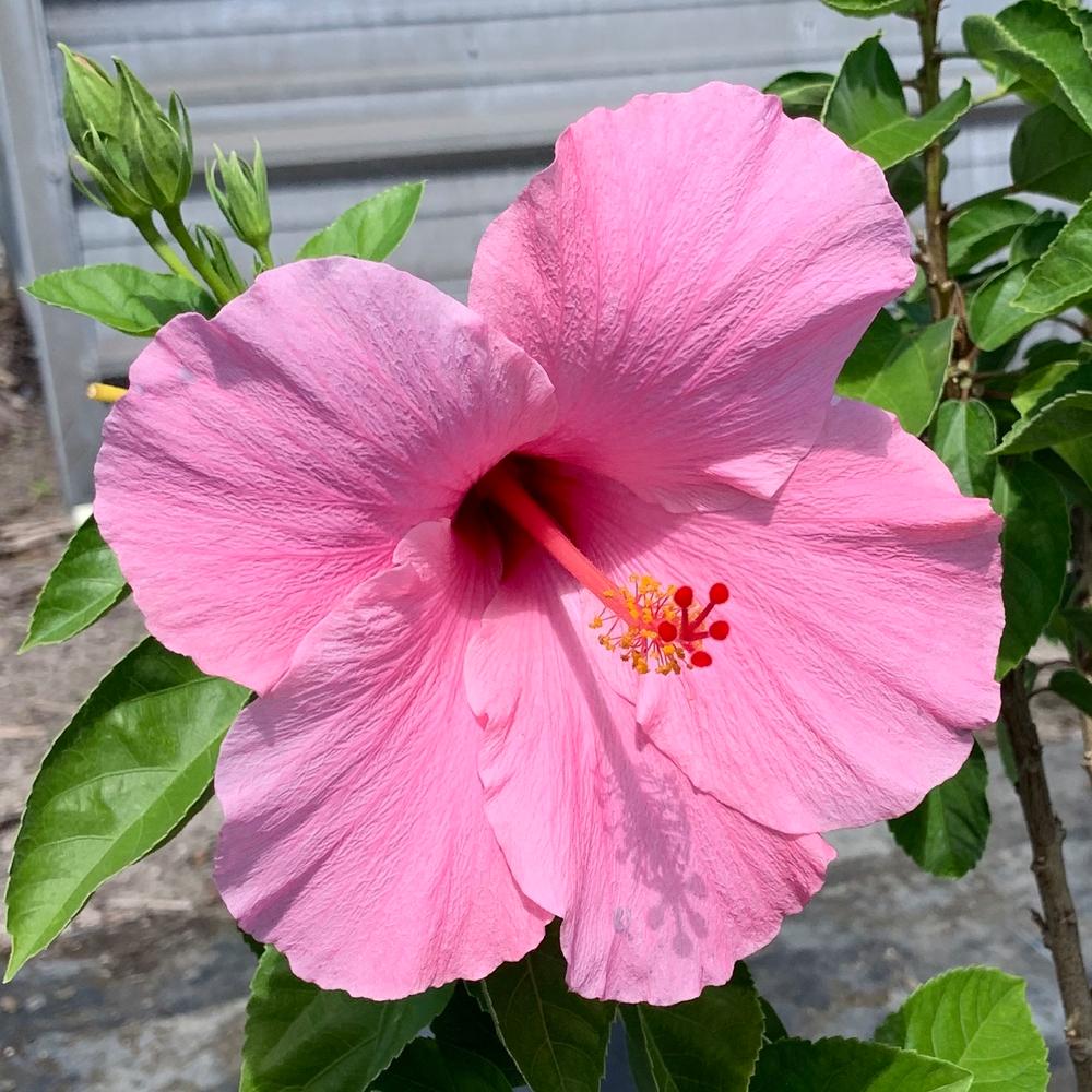 OnlinePlantCenter 3 Gal. Seminole Pink Tropical Hibiscus Flowering