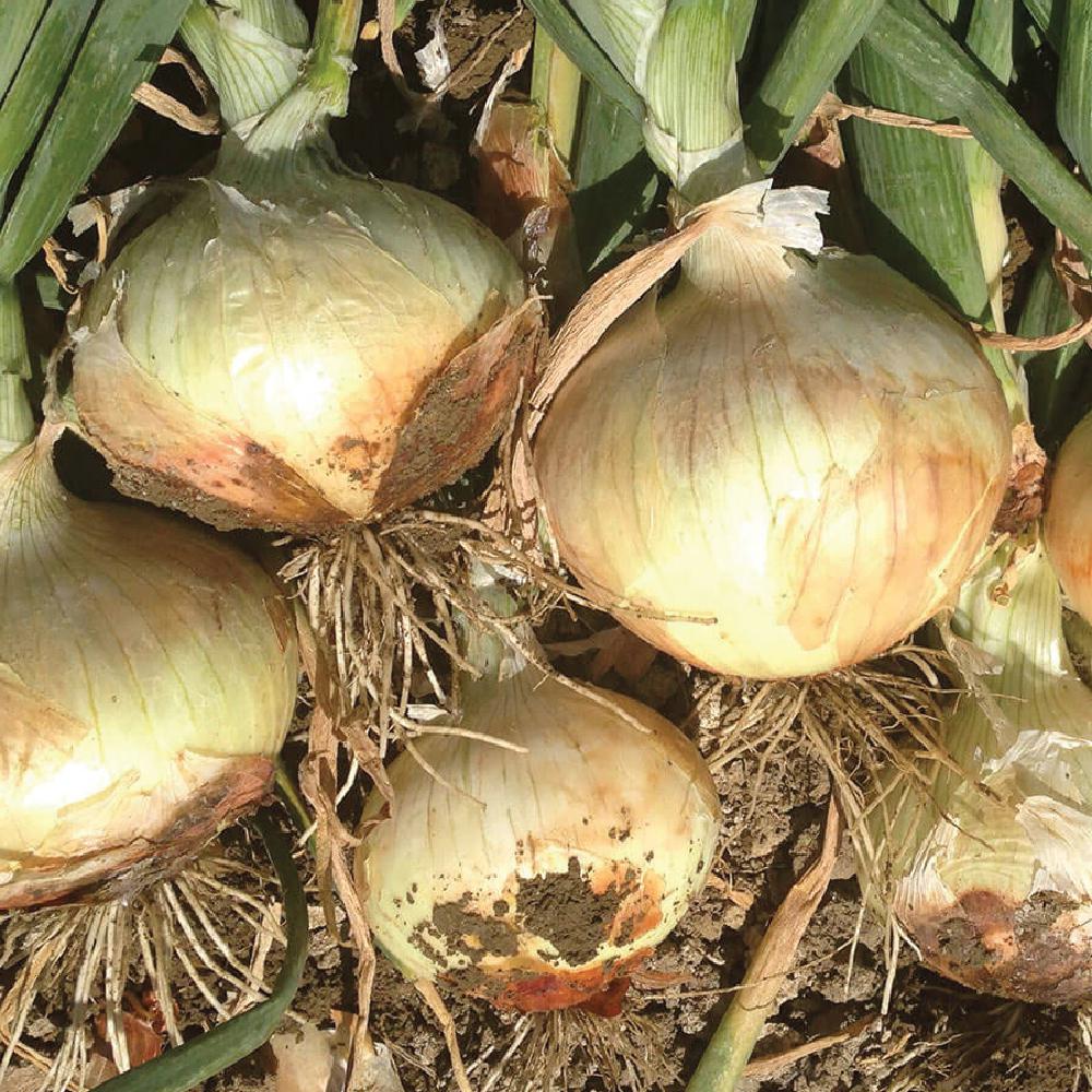 Seeds of Change Organic Zoey Onion Seeds08172 The Home Depot