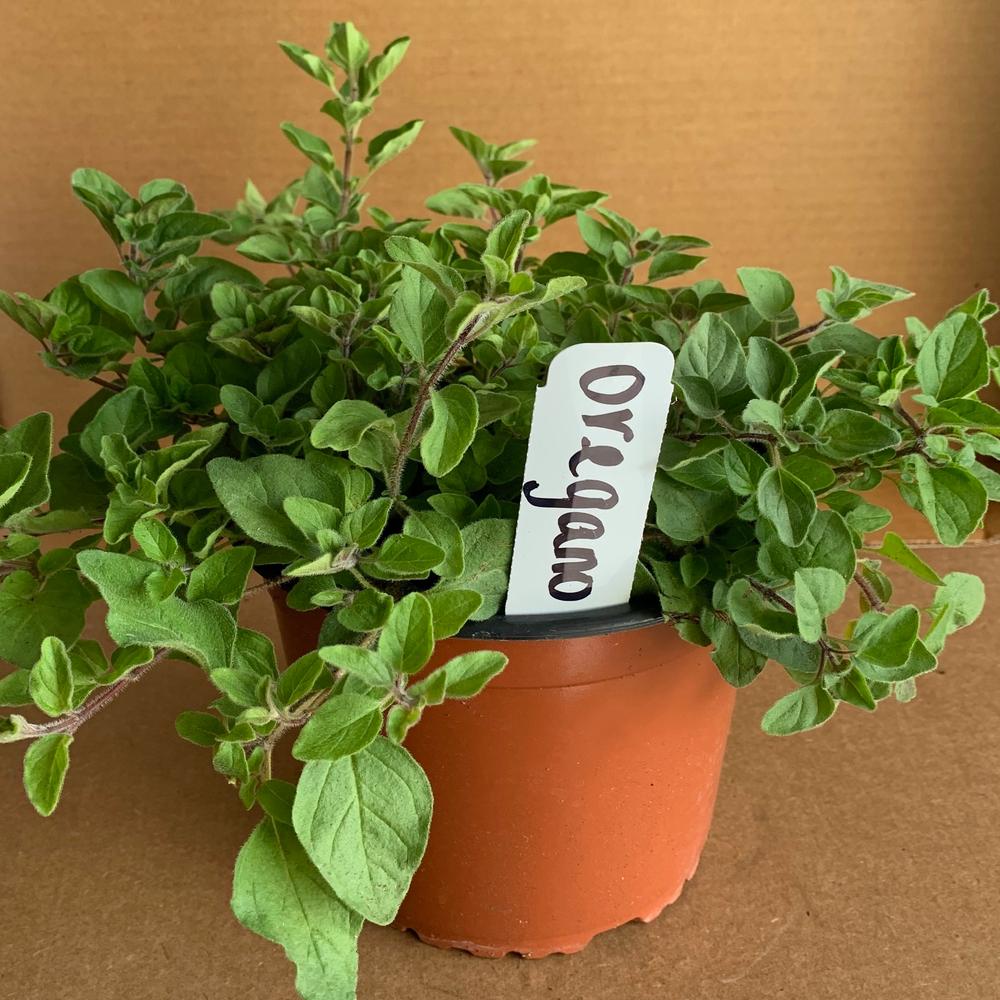 OnlinePlantCenter 5.5 in. Italian Oregano Culinary Herb PlantH35115
