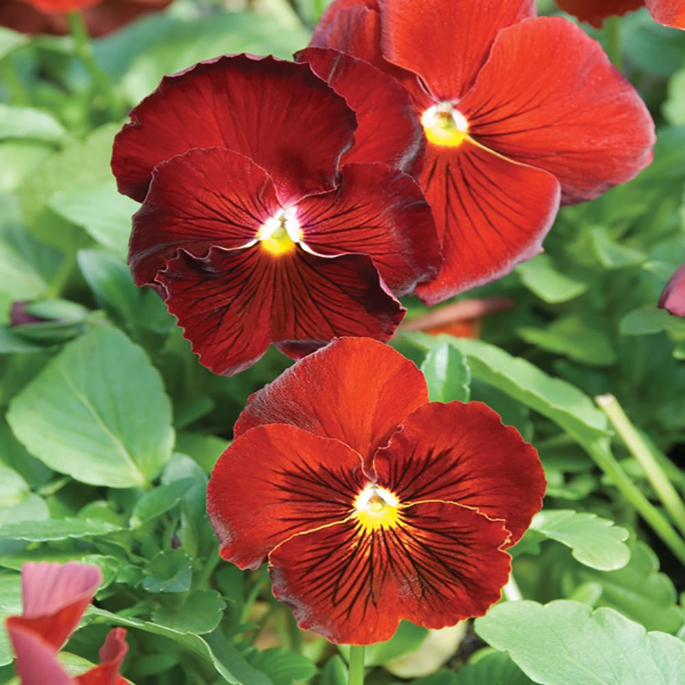 4.4Pint Red Pansy Plant (12Pack)9913 The Home Depot