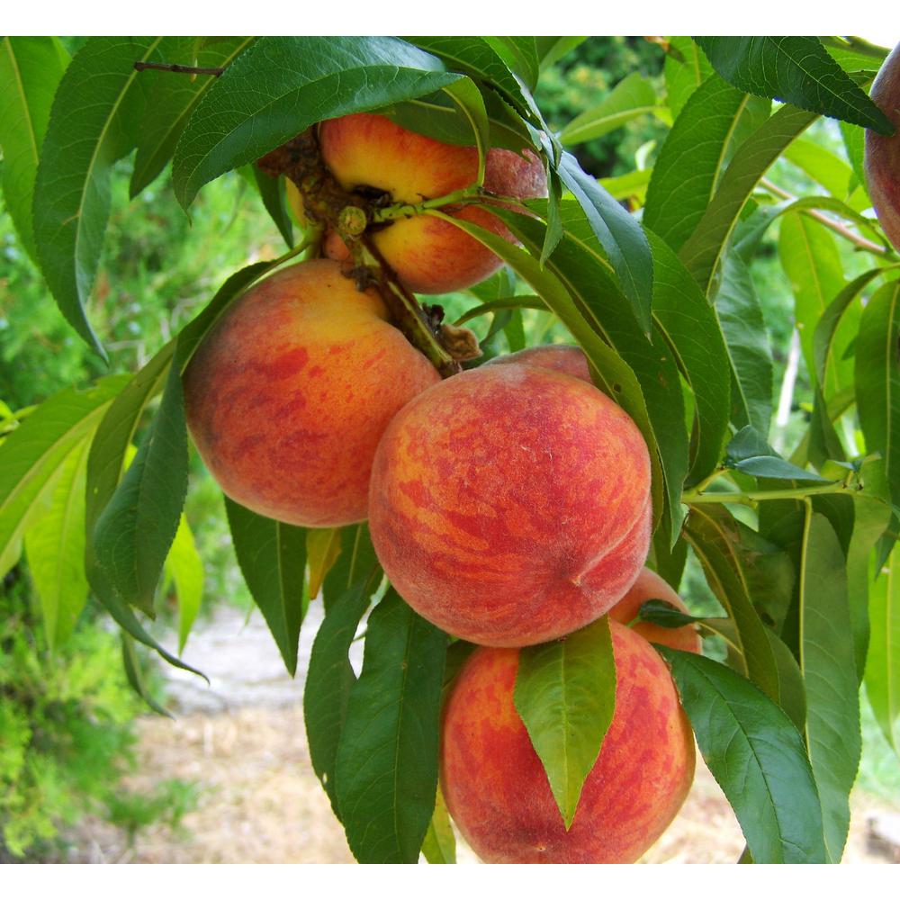 Fruit Peach Tree Trees Plants Edible Garden The Home Curlfree Peach