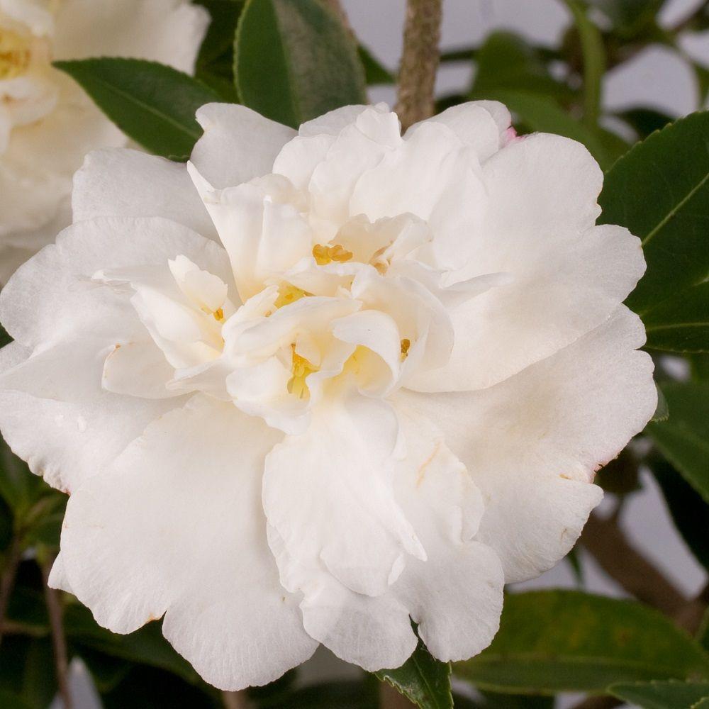 Southern Living Plant Collection 2.5 qt. Diana Camellia (Sasanqua ...