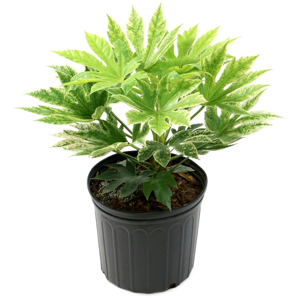 national PLANT NETWORK 2 Gal. Spider  Fatsia Plant with White Blooms