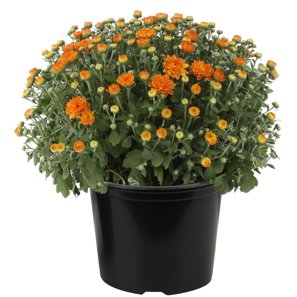 Costa Farms 3 Qt Ready To Bloom Fall Mums Chrysanthemum 2 Pack Orange Co Mum3qt 3 2pk The Home Depot