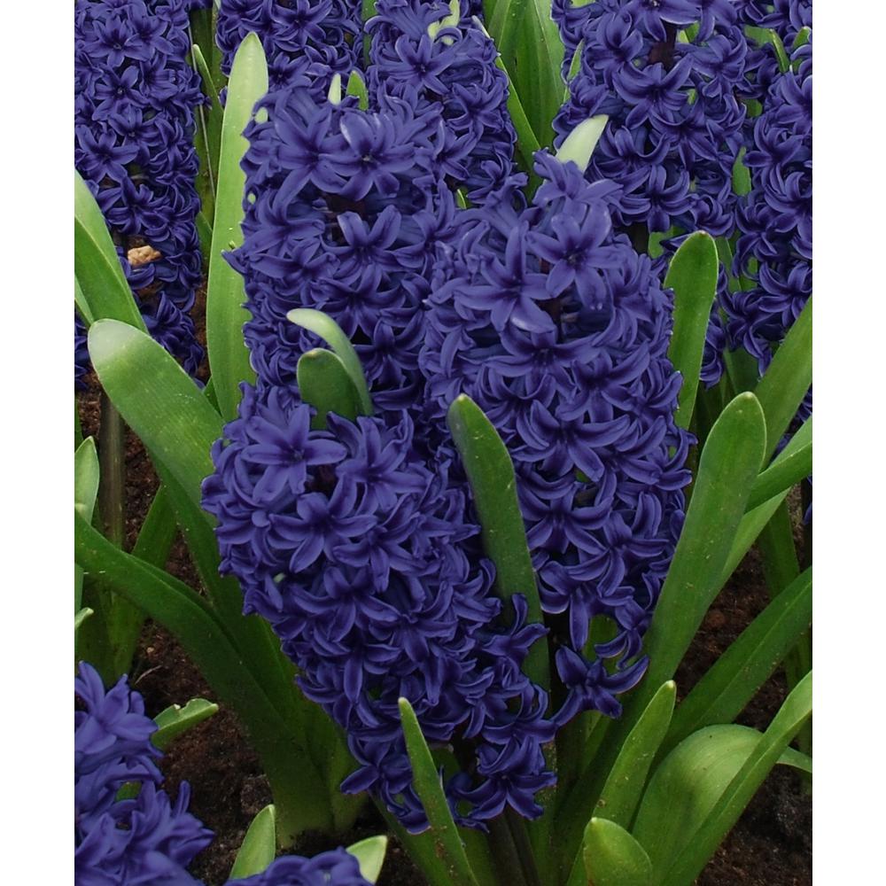 hyacinth shoe cover