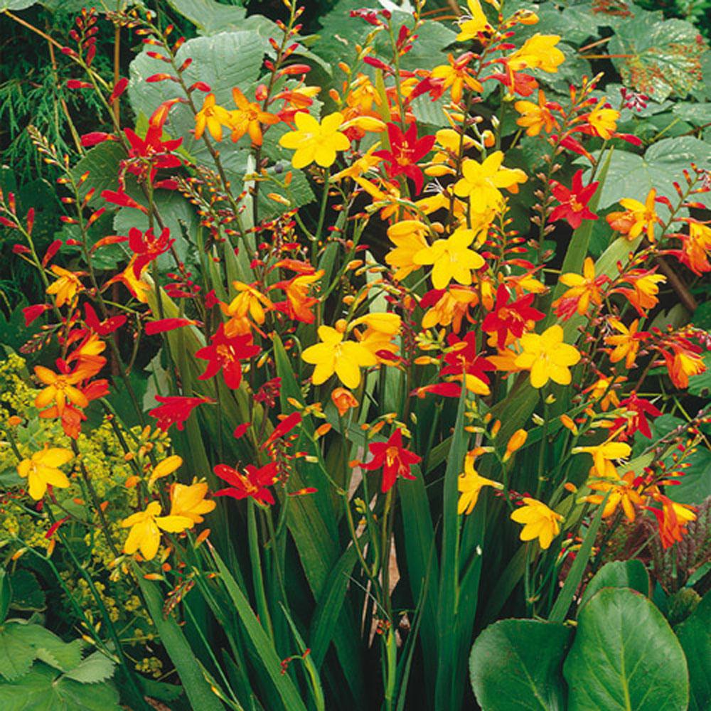 Van Bourgondien Crocosmia Mixed Bulbs (25Pack)06042 The Home Depot