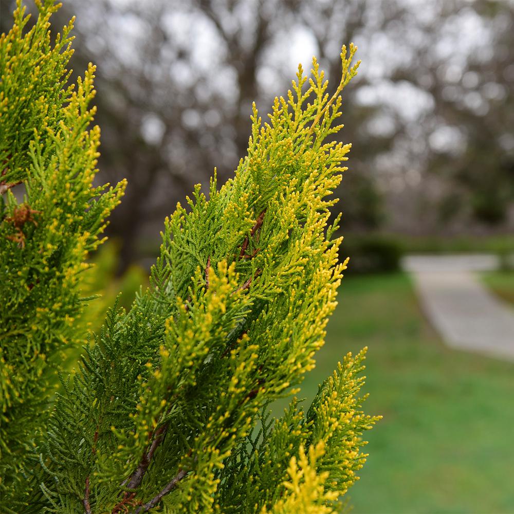 Spring Hill Nurseries 2 50 Qt Forever Gol Arborvitae Thuja 2 50 Qt Forever Gol Arborvitae Thuja Live Evergreen Plant Bright Yellow Foliage In Full Sun 1 Pack