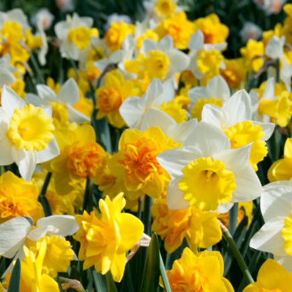 Daffodil 24 Flower Bulbs Garden Plants Flowers The Home Depot Yellow Orange And White Daffodils Sunny Side Up Blend Bulbs 100 Pack