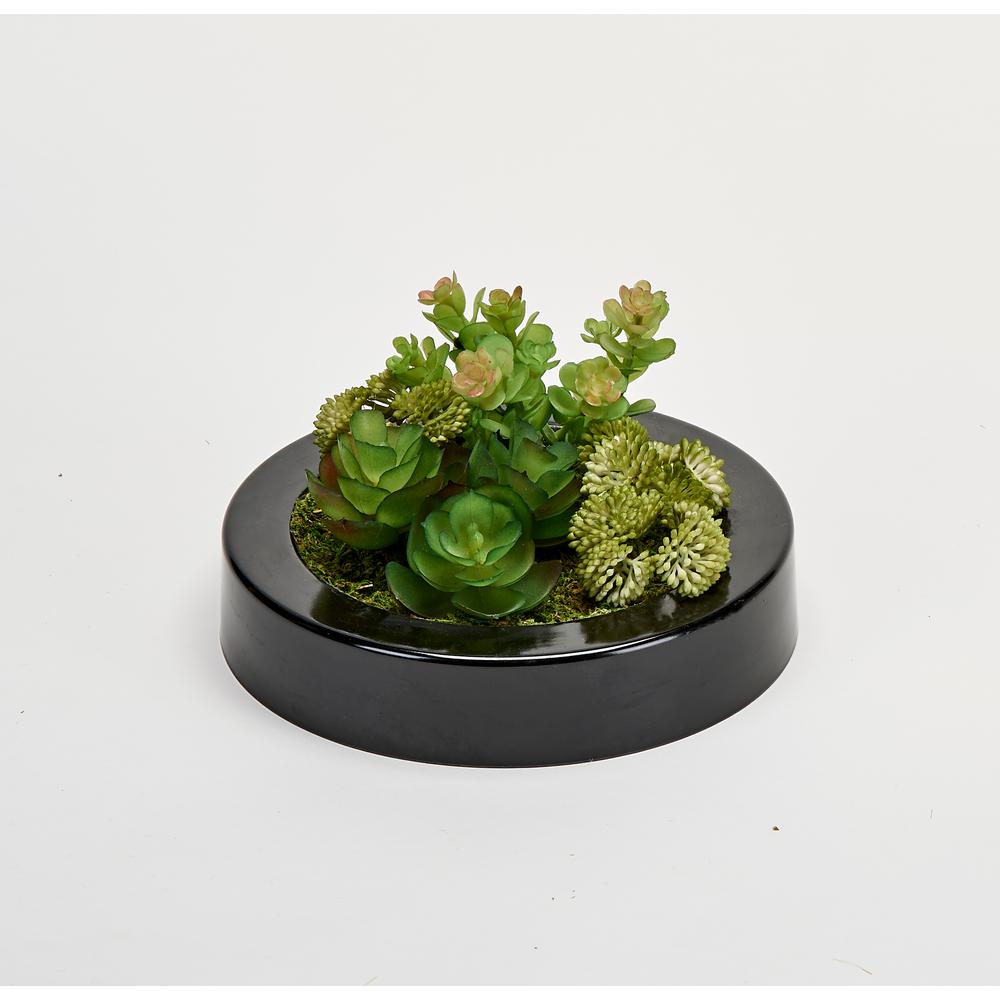 Worth Imports 7 in. Dish Garden of Succulents in Round Black Plastic