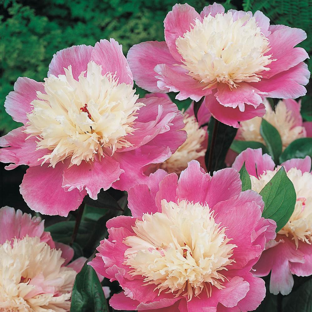 Spring Hill Nurseries Bowl of Beauty Peony (Paeonia), Live