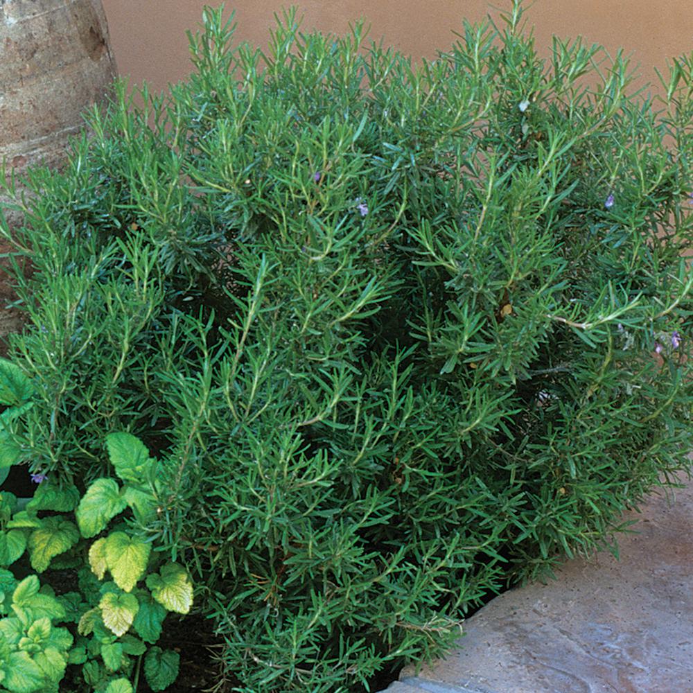 1 Gal. Blue Upright Rosemary Plant687 The Home Depot