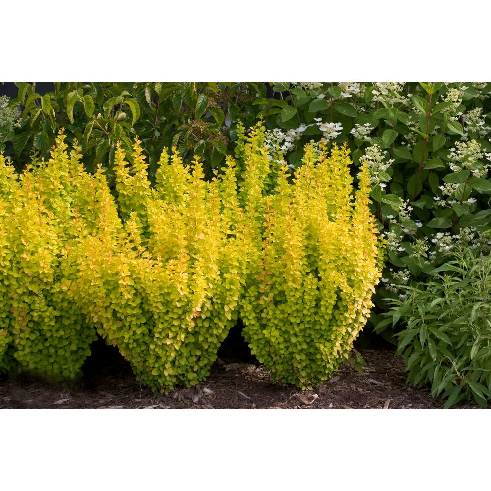 Proven Winners 1 Gal. Sunjoy Gold Pillar Barberry (berberis) Live Shrub ...