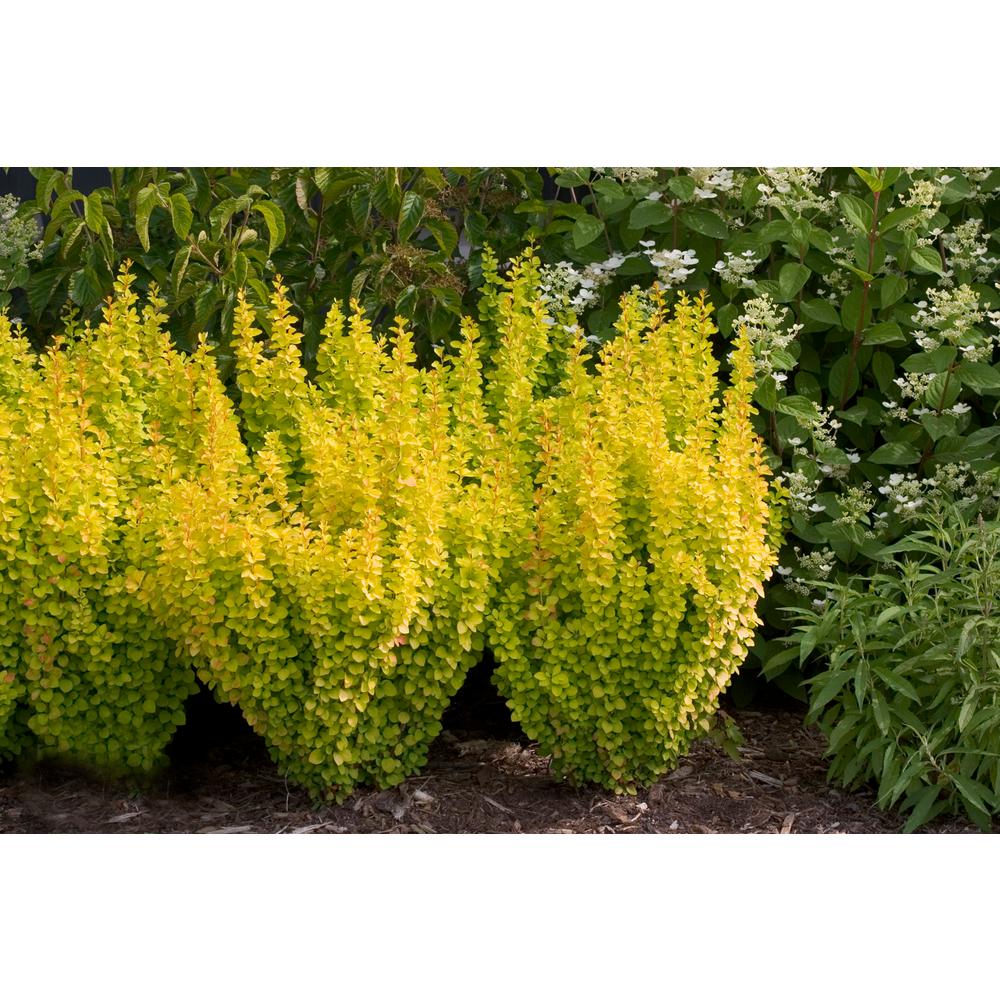 UPC 738793001903 product image for Fertilizer. Sunjoy Gold Pillar Berberis 4.5 in. Quart | upcitemdb.com