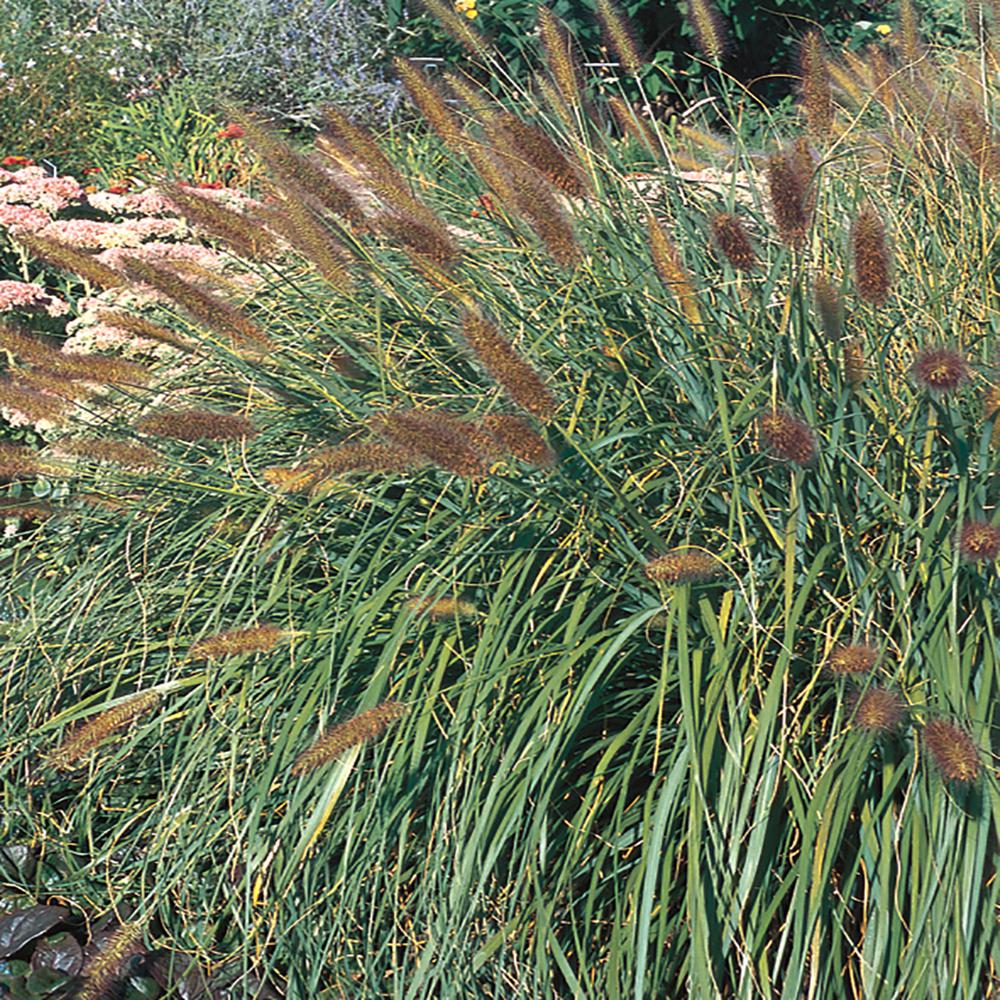 2.5 Qt. 1 Ginger Love Fountain Grass82217 The Home Depot