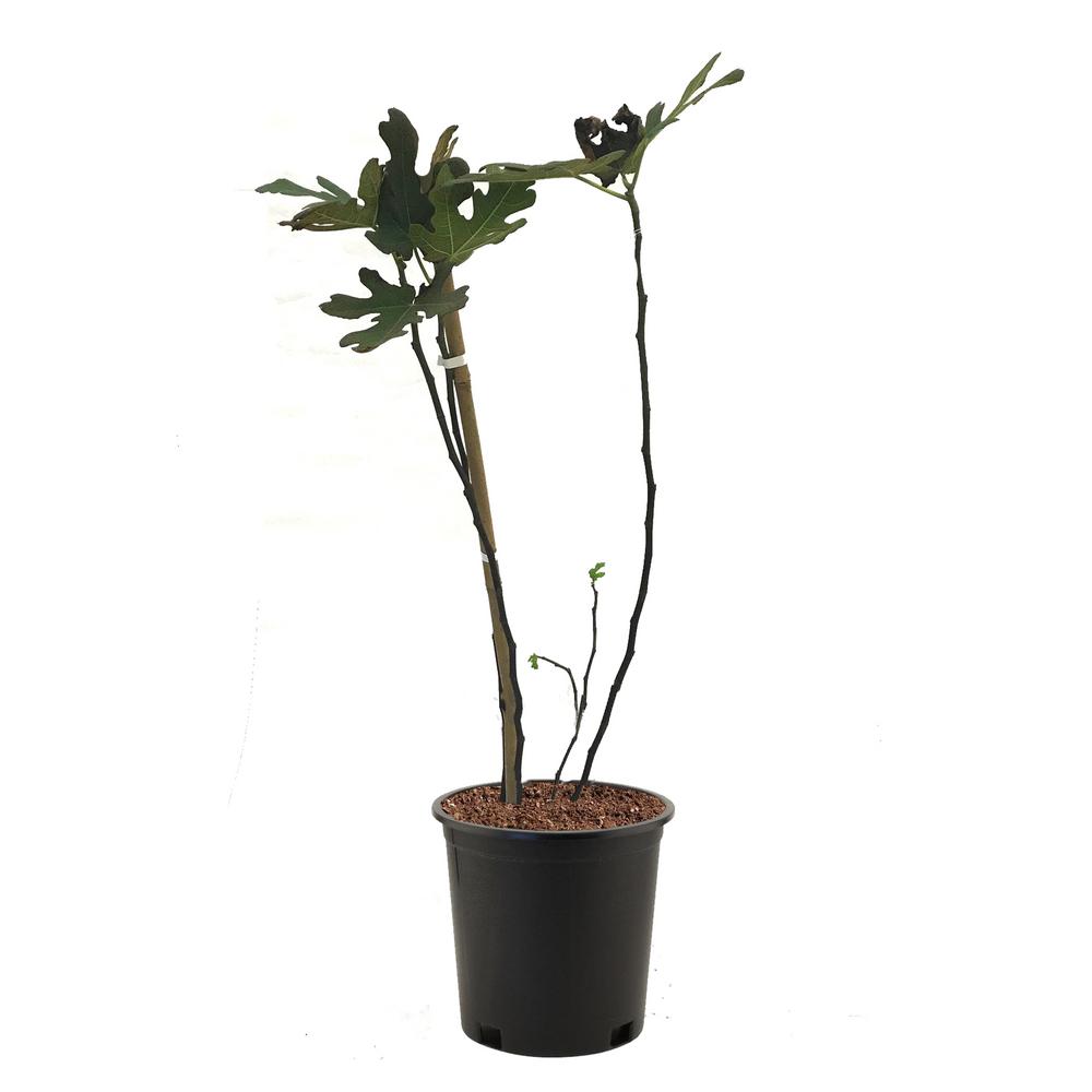 Brown Turkey Fig Tree Figbro05g The Home Depot