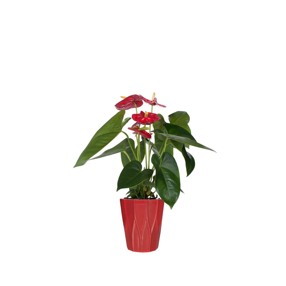 Just Add Ice Red  5 in Anthurium  Plant  in Ceramic Pot 