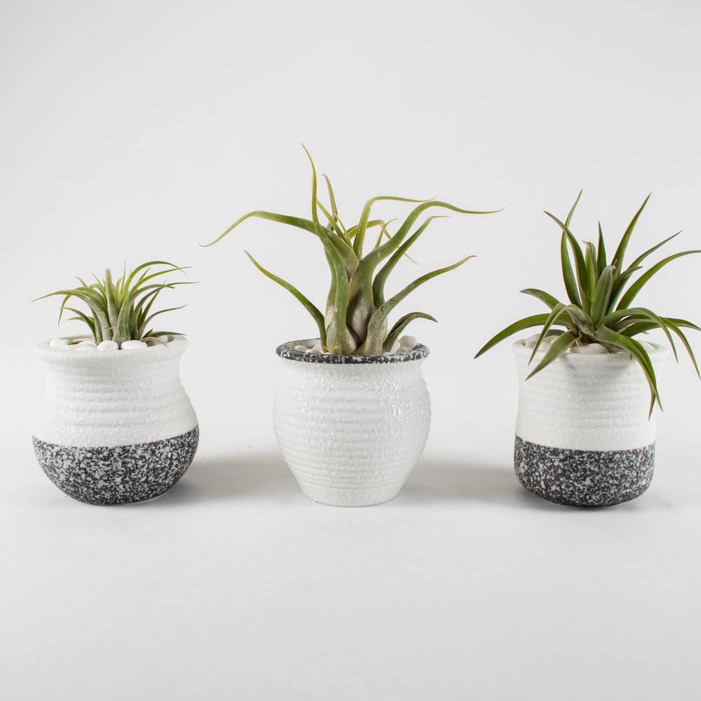 Low Maintenance Twice A Week House Plants Indoor Plants The Home Depot