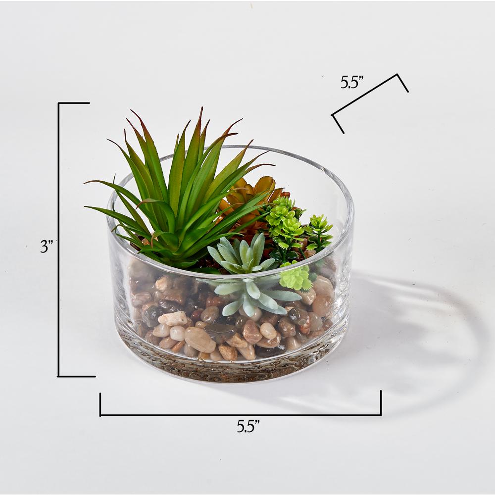 Worth Imports 5 5 In Dish Garden Succulents In Round Glass