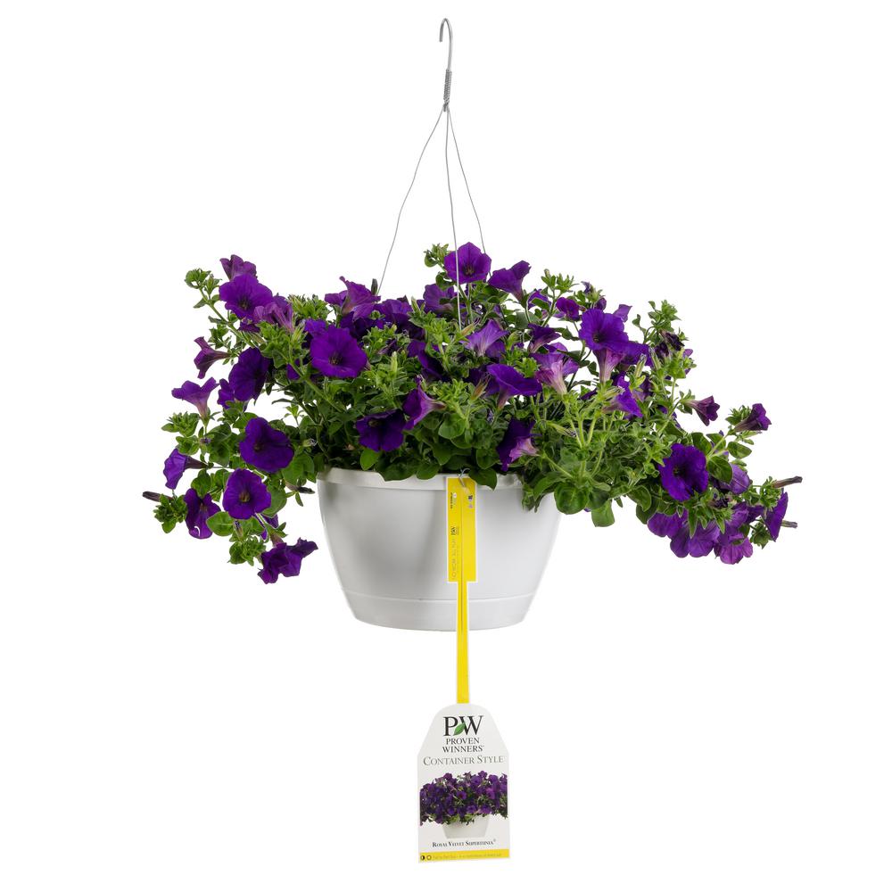 PROVEN WINNERS 10 in. Supertunia Royal Velvet Mono Hanging Basket
