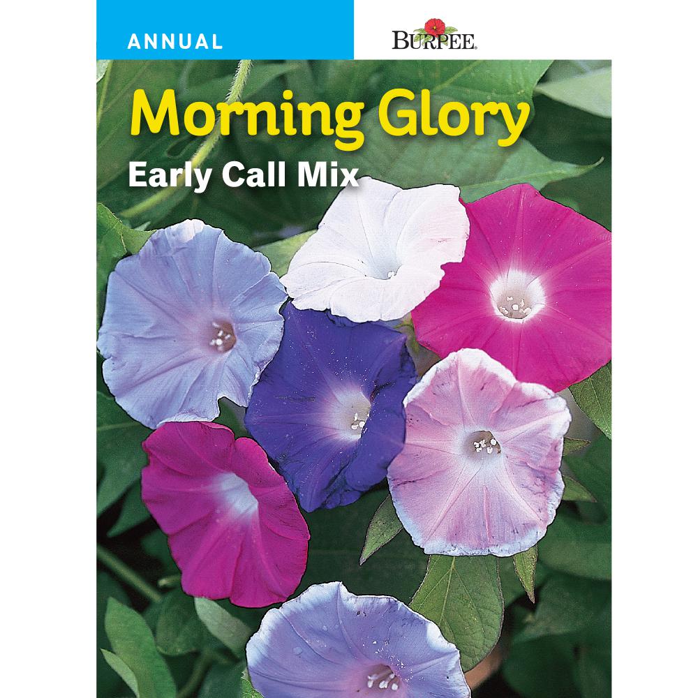 Burpee Morning Glory Early Call Mix Flower Seed48728