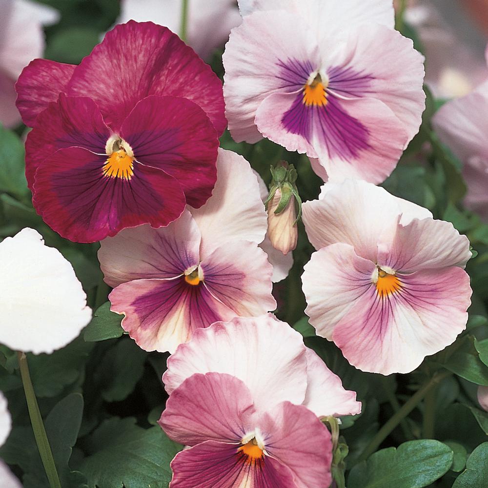 Unbranded 1.88-Pint Pink Pansy Plant (8-Pack)-8753 - The Home Depot