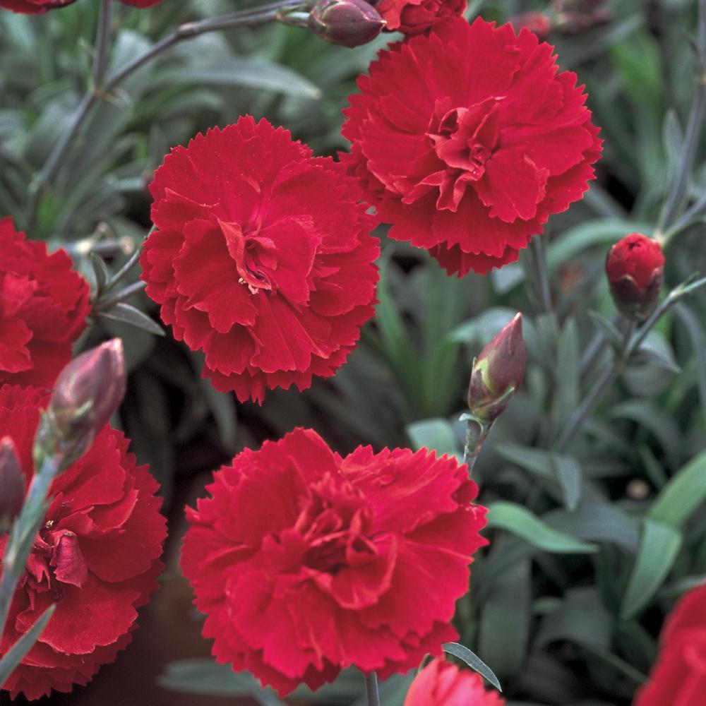 Unbranded 0.4 Qt. Radiance Red Dianthus Plant-58231 - The Home Depot