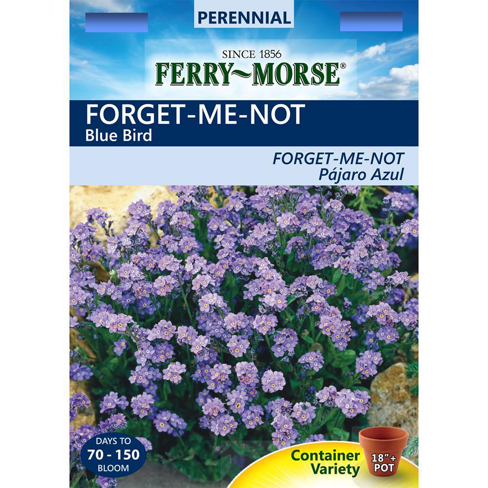 Ferry Morse Forget Me Not Blue Bird Seed X2020 The Home Depot Ferry Morse Forget Me Not Blue Bird Seed