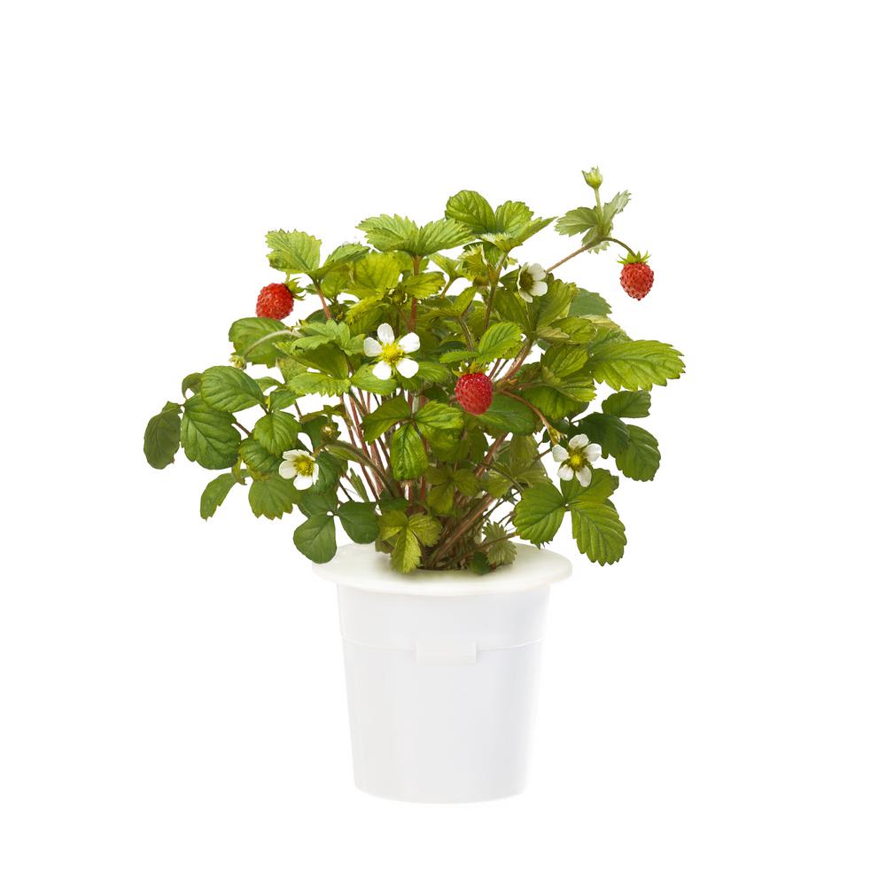 Click and Grow Wild Strawberry Refill for Smart Herb Garden (3Pack