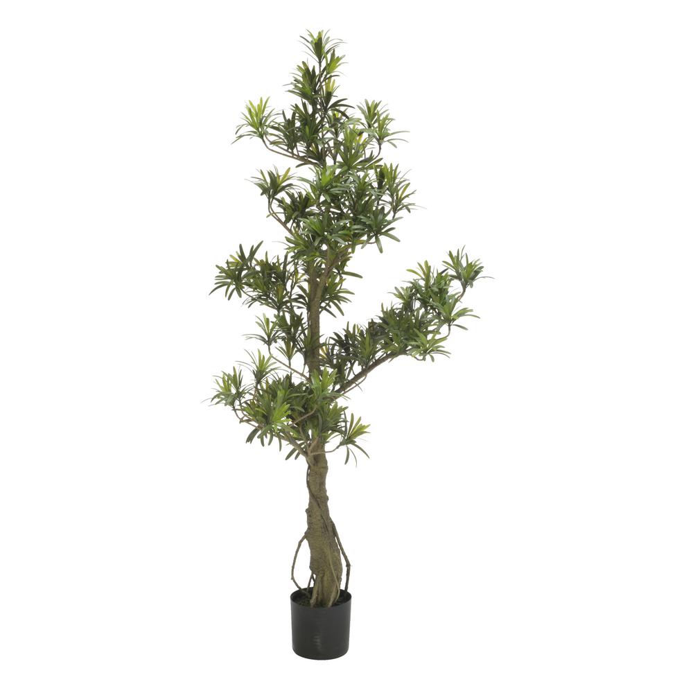 48 in. H Potted Podocarpus Tree 18561 - The Home Depot