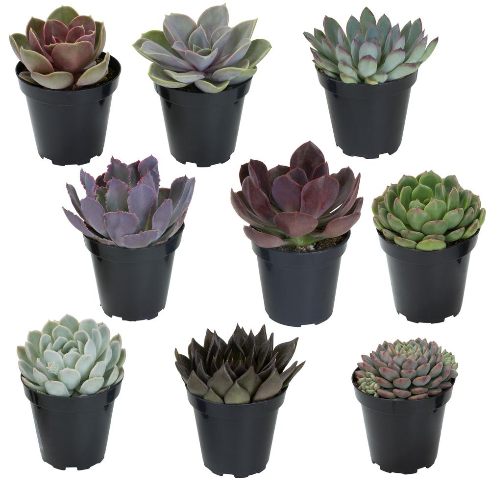 Altman Plants 3.5 in. Echeveria Collection (9 PK)0883240